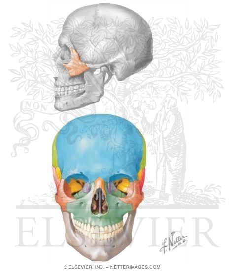 Watermarked preview of unlabeled image: Zygomatic Bone