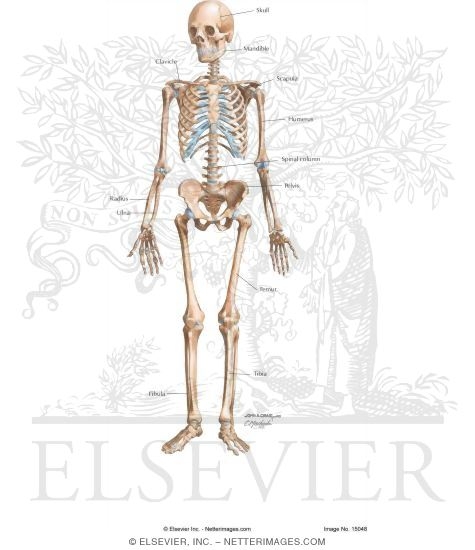 Watermarked preview of unlabeled image: Skeletal System