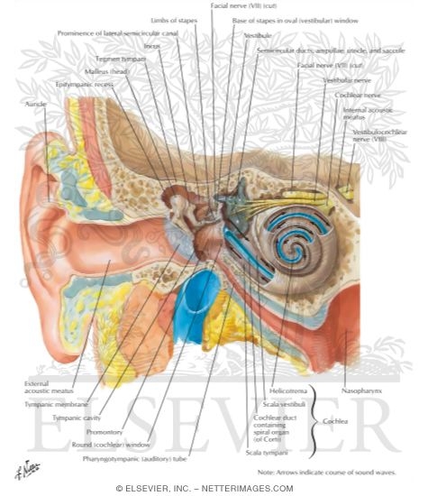 Pathway of Sound Reception