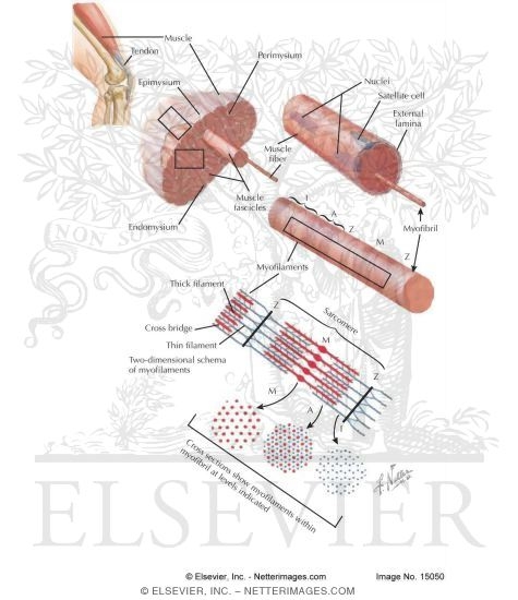 Organization of Skeletal Muscle