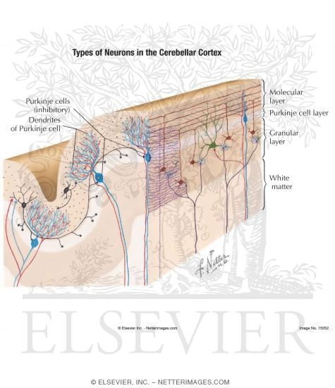 Cerebellar Cortex