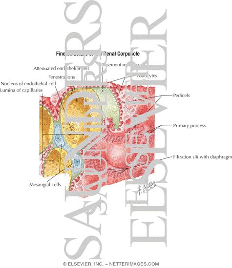 Watermarked preview of labeled image: Fine Structure of Renal Corpuscle