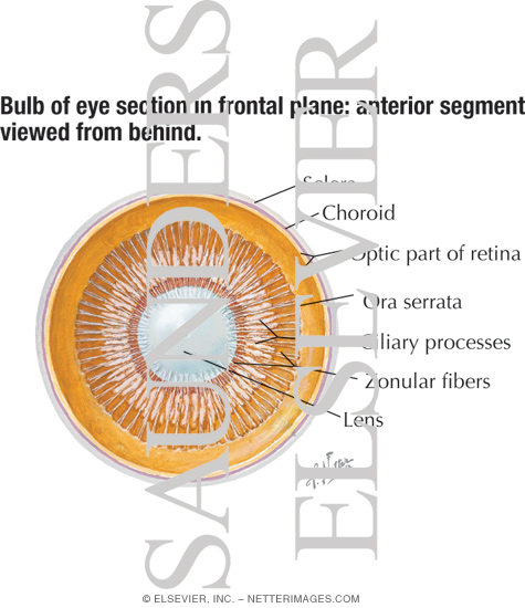 Watermarked preview of labeled image: Anterior Segment Viewed From Behind