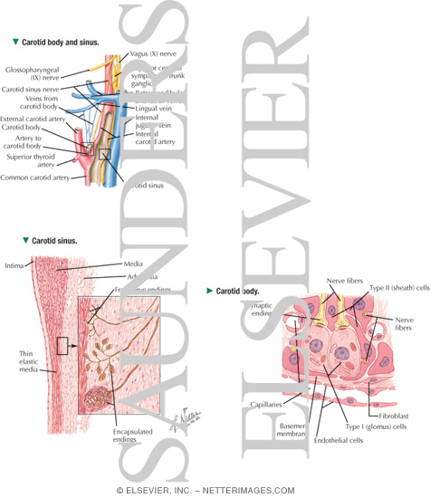 Watermarked preview of labeled image: Interoceptors