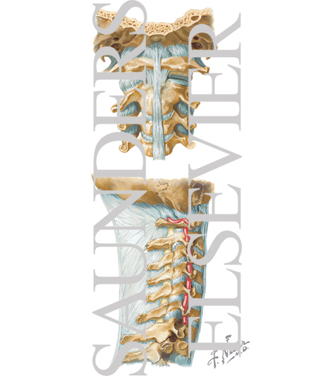Watermarked preview of unlabeled image: Major External Craniocervical Ligaments