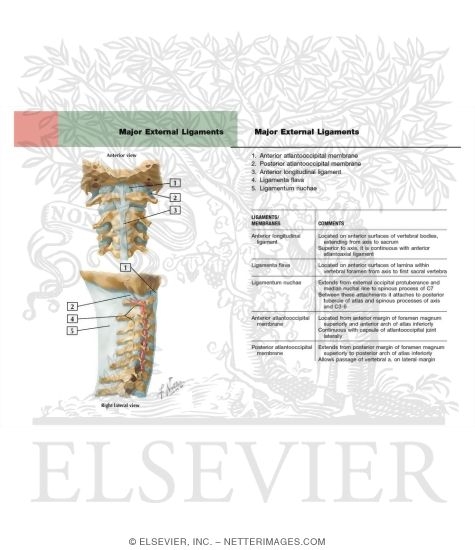 Watermarked preview of labeled image: Major External Craniocervical Ligaments