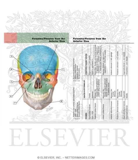 Watermarked preview of labeled image: Skull: Anterior View