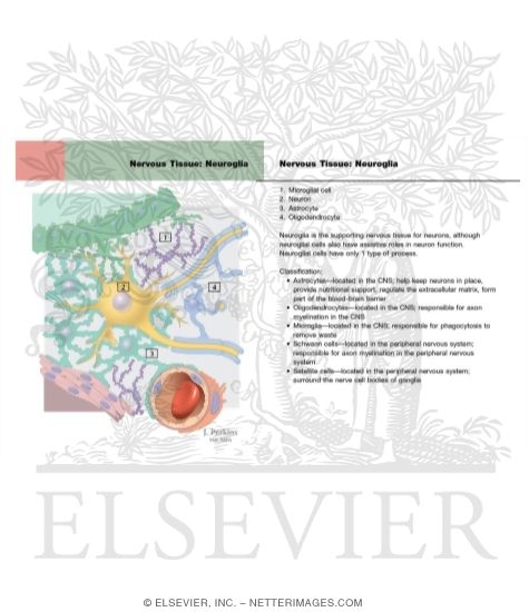 Glial Cell Types