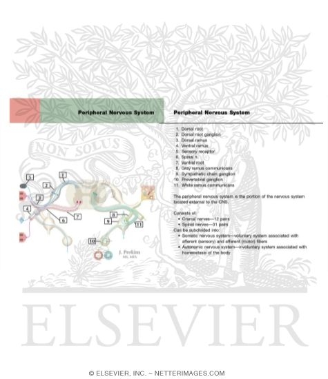 Watermarked preview of labeled image: Schematic of the Spinal Cord with Sensory, Motor, and Autonomic Components of Peripheral Nerves