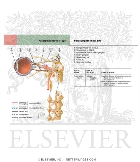 Watermarked preview of labeled image: Ciliary Ganglion: Schema Innervation of the Intrinsic Eye MusclesCiliary Ganglion: Schema