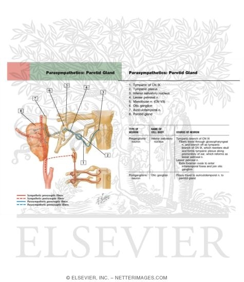 Otic Ganglion: Schema 