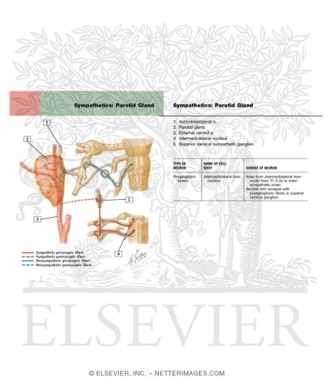 Otic Ganglion: Schema 