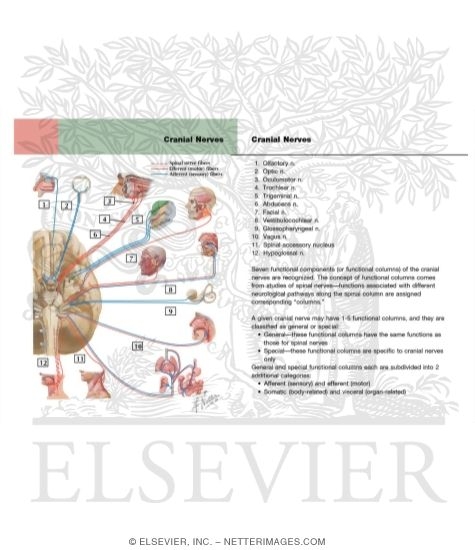 Cranial Nerves (Motor and Sensory Distribution): Schema