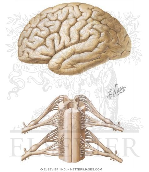 Central Nervous System