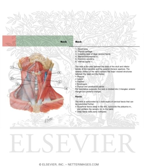 Watermarked preview of labeled image: Muscles of Neck: Anterior View