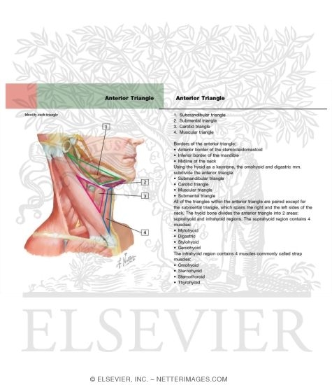 Watermarked preview of labeled image: Muscles of Neck: Lateral View