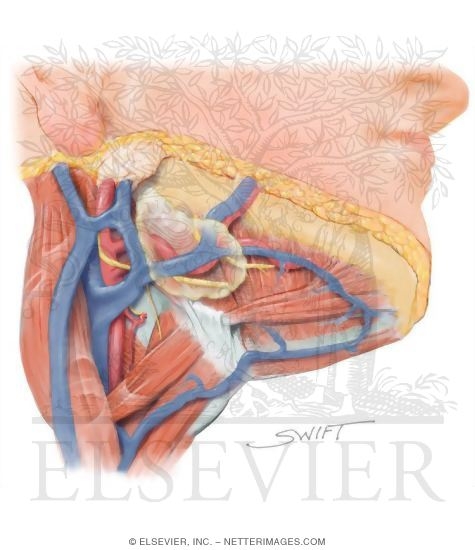 Submandibular Triangle: Contents