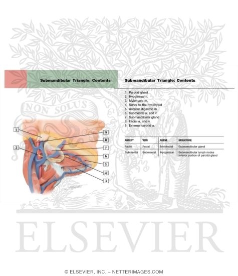 Submandibular Triangle: Contents
