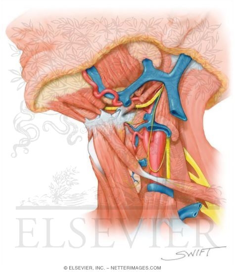 Carotid Triangle