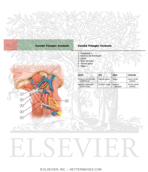 Carotid Triangle