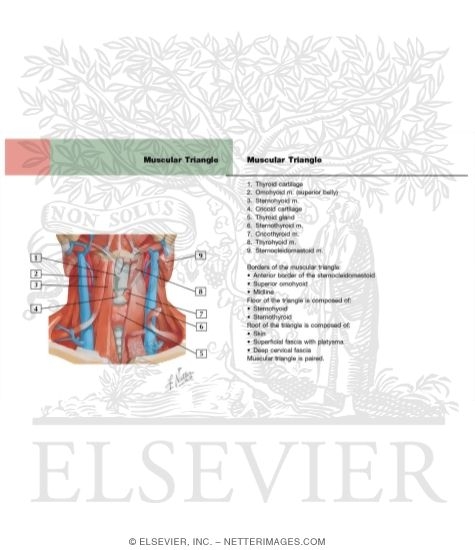Watermarked preview of labeled image: Infrahyoid and Suprahyoid Muscles