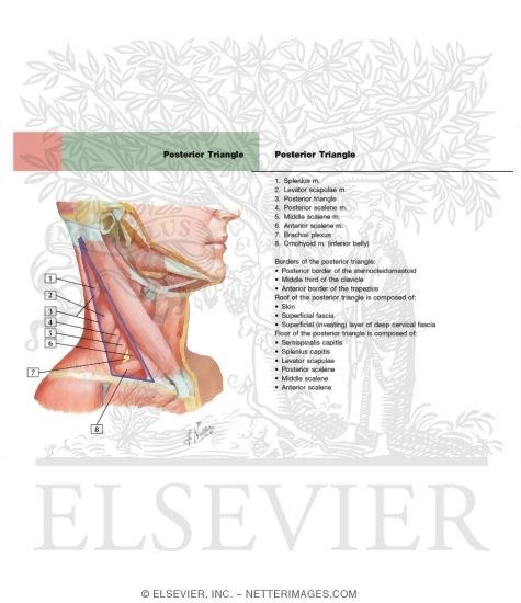 Watermarked preview of labeled image: Muscles of Neck: Lateral View