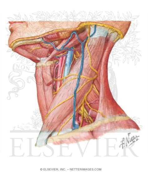 Posterior Triangle: Contents