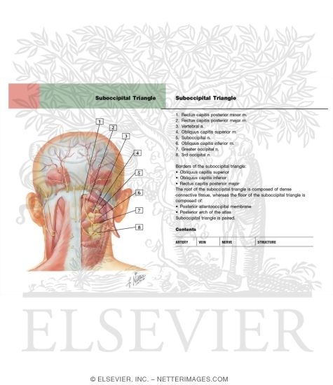 Suboccipital Triangle