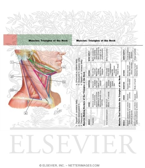 Muscles of Neck: Lateral View