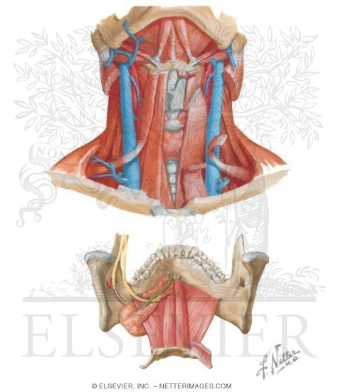 Suprahyoid Muscles