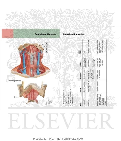 Watermarked preview of labeled image: Suprahyoid Muscles
