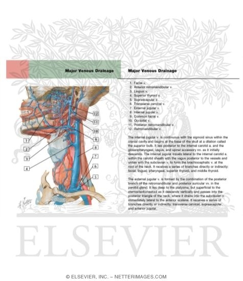 Vascular Supply Of The Neck Venous Drainage