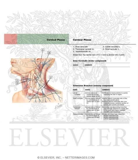 Cervical Plexus