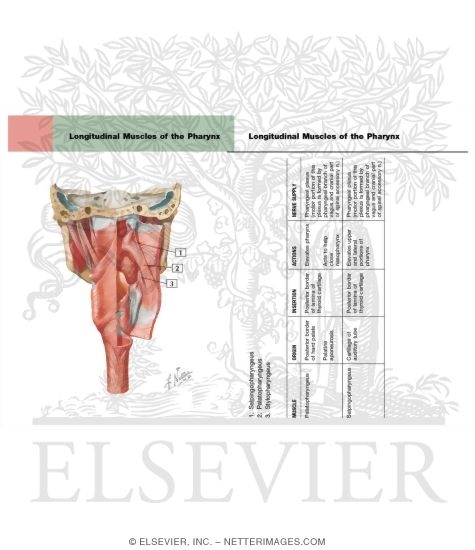 Watermarked preview of labeled image: Muscles of Pharynx: Partially Opened Posterior View
Musculature of Pharynx
Posterior View of Pharyngeal Muscles