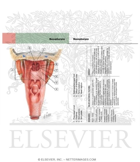 Pharynx: Opened Posterior View
Interior of the Pharynx