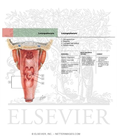 Watermarked preview of labeled image: Pharynx: Opened Posterior View
Interior of the Pharynx