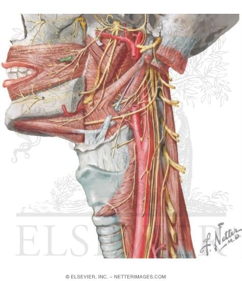 Watermarked preview of unlabeled image: Nerve Supply of the Pharynx
