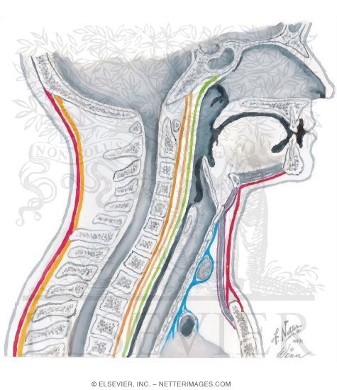 Major Fascial Spaces of the Neck