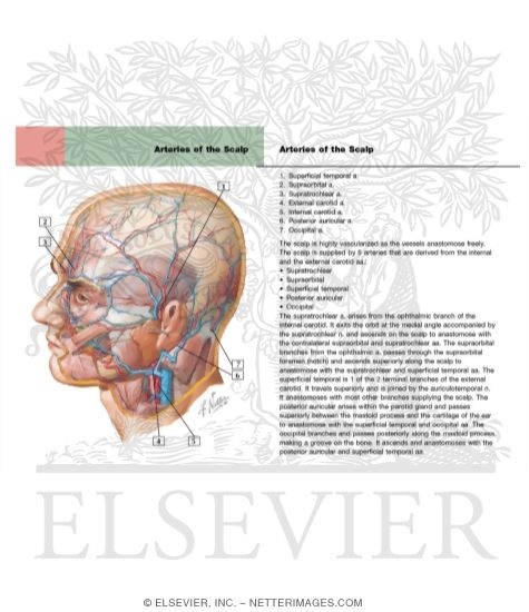 Arteries and Veins of the Scalp