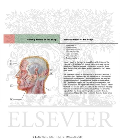 Face and Scalp: Cutaneous Nerves