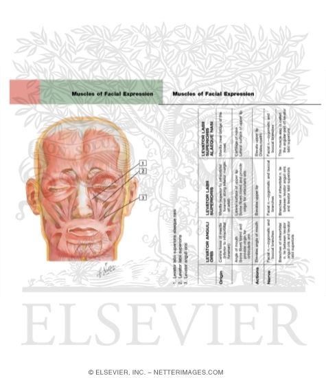 Muscles of Facial Expression: Oral Group