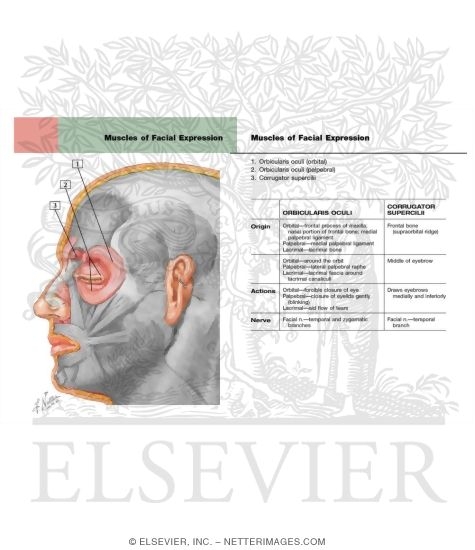 Muscles of Facial Expression: Nasal Group