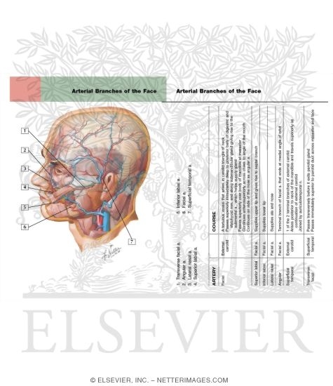 Watermarked preview of labeled image: Arteries and Veins of the Scalp