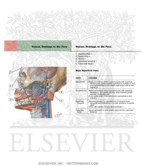 Vascular Supply of the Face: Venous Drainage