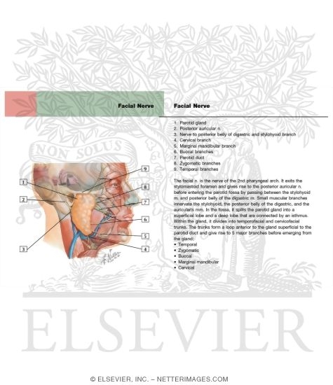 Watermarked preview of labeled image: Nerve Supply of the Temporal Fossa