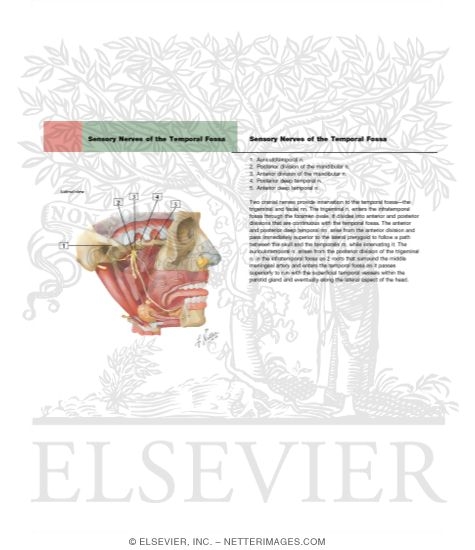 Watermarked preview of labeled image: Mandibular Nerve