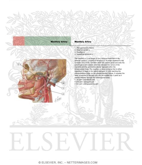 Watermarked preview of labeled image: Vascular Supply of the Lips and Cheek