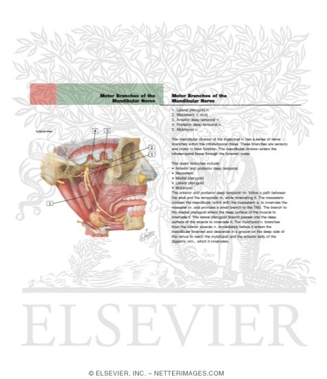 Watermarked preview of labeled image: Mandibular Nerve