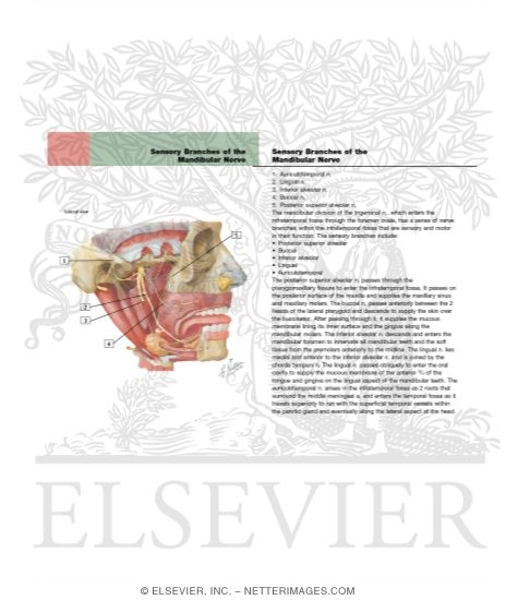 Watermarked preview of labeled image: Mandibular Nerve