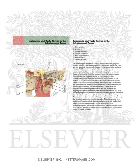 Mandibular Nerve
